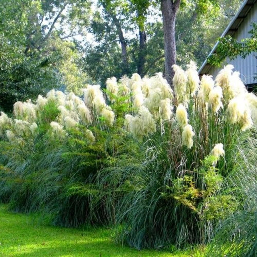 2 Plants of Pampas Grass Plant, White Pampas Grass Plants Live from 5 Inches in Height Ornamental Grass Plant Live