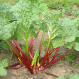 Set 5 Rhubarb Plants Roots for Planting, Rhubarb Root Plant, Perennial Vegetable Plants