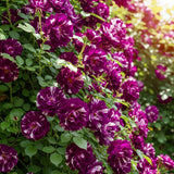 Rare Climbing Rose Bushes Ready to Plant, Well-Rooted, Hardy Roses Tree 5 to 10 Inc Tall, Fragrant, Outdoor Planting (Deep Purple-Red Stripes)