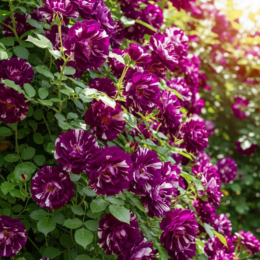 Purple Red-Pink Stripes Climbing Roses Live Plants 7 Months Old, Rose Bushes Ready to Plant 5-9" Tall, Very Fragrant, Can Grow As Climber or Bush Tree or Trellises, Walls, Fences