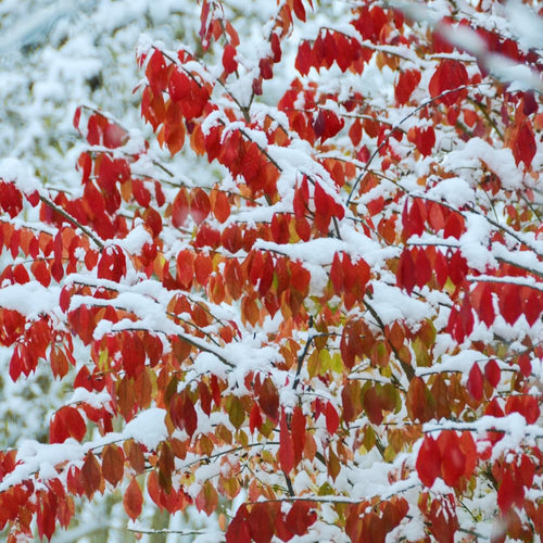 10 Burning Bush Bare Roots, Red Burning Bush Rooted Cuttings, 4 to 6 Inches Tall, Hardy Shrub Plant, Ready to Plant