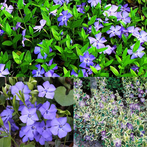 Set 60 Mixed Vinca Periwinkle Plants Live, Variegated Creeping Vinca and Vina Minor Vine Ground Cover, Starter Plants Perennial