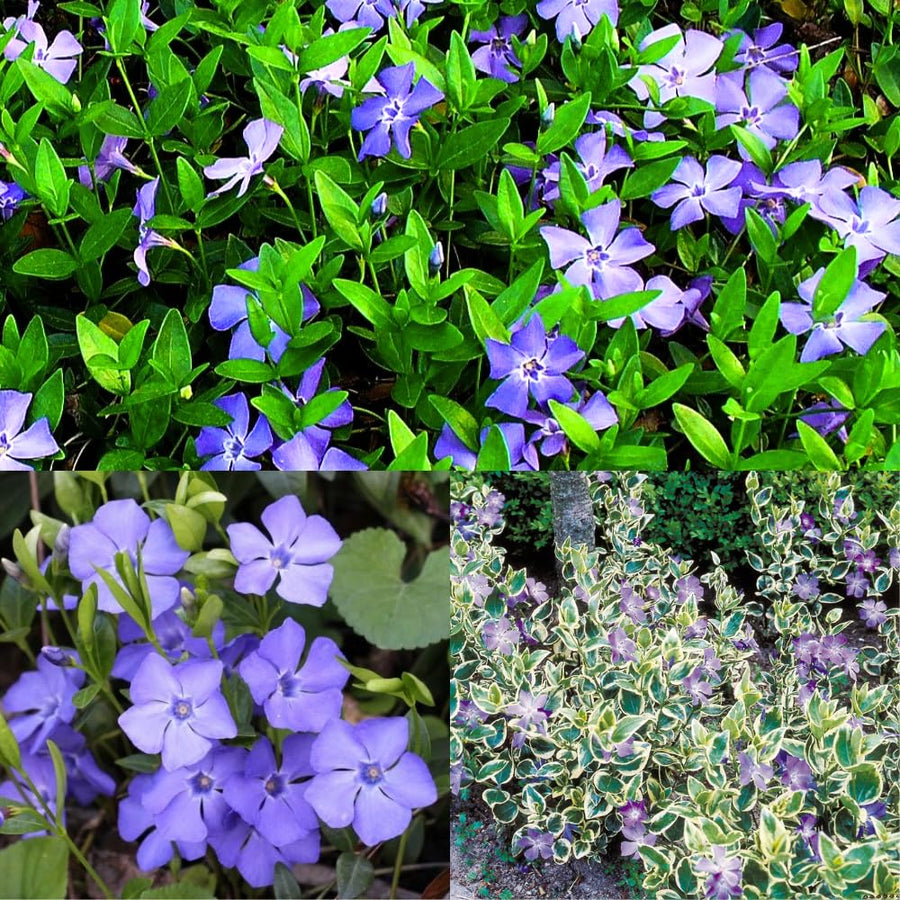 Set 60 Mixed Vinca Periwinkle Plants Live, Variegated Creeping Vinca and Vina Minor Vine Ground Cover, Starter Plants Perennial