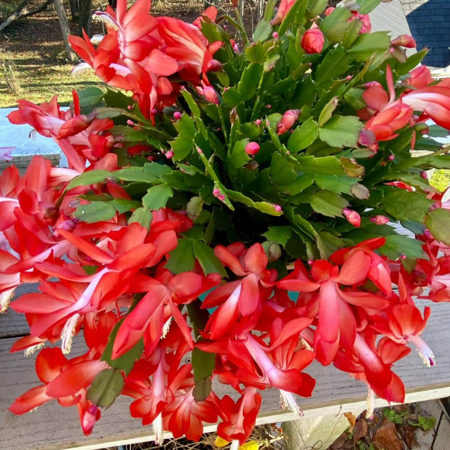 Christmas Cactus Live Plant 4'' Pot, Holiday Blooming Houseplant for Pot, Hanging Baskets, Indoor Outdoor Planting (Red Christmas Cactus)