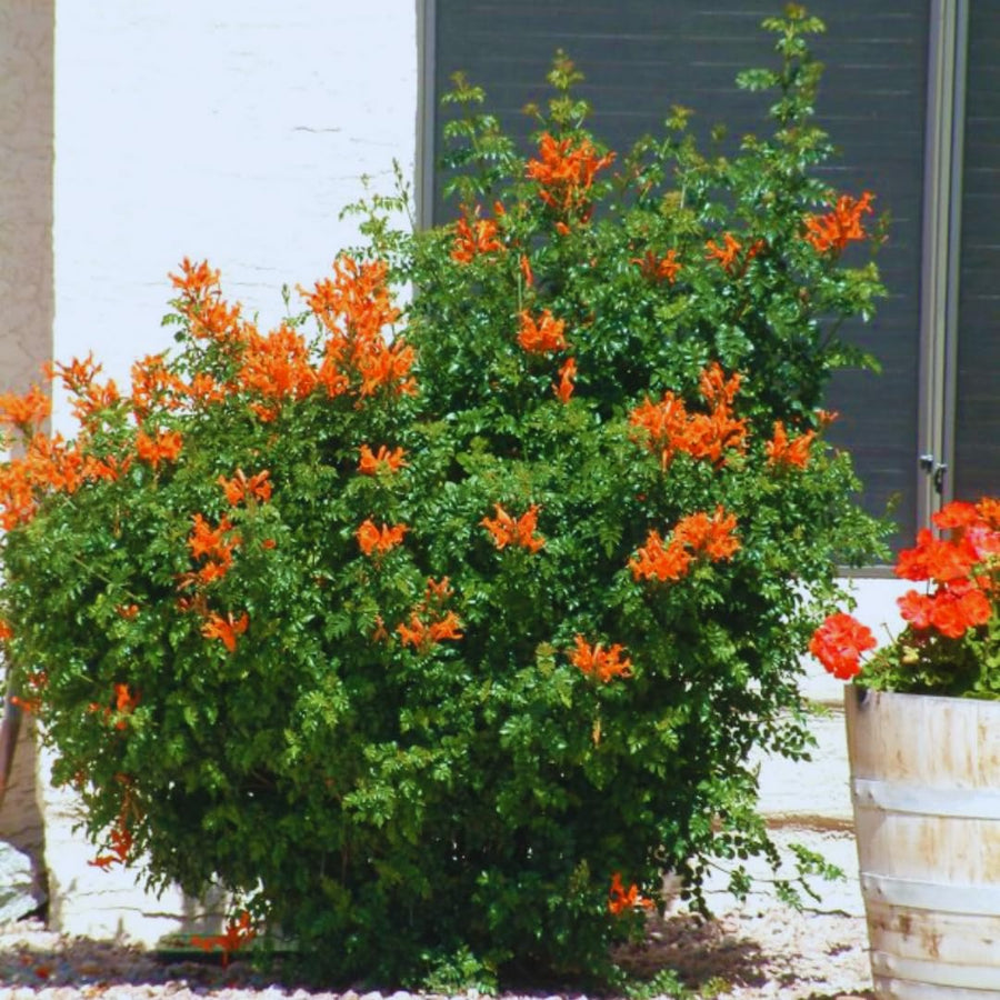 Orange Honeysuckle Plant Bush Live Shrub in 4" Pot for Outdoor Growing, Cold Hardy, Spring Planting