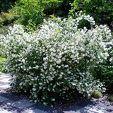 Mock Orange Shrub Live Plant in Gallon Pot, 9-15" Tall Fragrant Philadelphus Flowering Shrub for Outdoor Planting