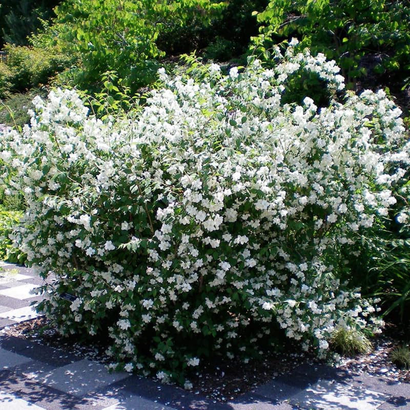 Mock Orange Shrub Live Plant in Gallon Pot, 9-15" Tall Fragrant Philadelphus Flowering Shrub for Outdoor Planting