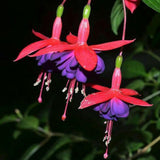 Fuchsia Plant, 3 to 4 Inch Tall Fuchsia Plants Live, Hanging Fuchsias Plants Well Rooted for Planting, Hardy Fuchsias Live Plants, Perennial, Colorful Flowers (Purple Red Flowers)