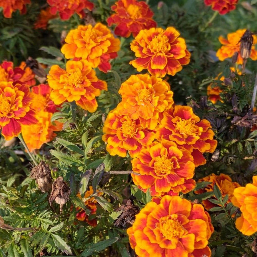 Set 3 Dwarf Marigold Live Plant, Mixed Color Marigold 4-6 Inch Tall for Outdoor Spaces and Container Gardens
