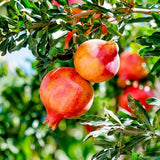 Wonderful Pomegranate Tree Live Plant, 16-20" Tall, Gallon Pot, Sweet Pomegranate Plant Live to Grow, Red Pomegranate Fruit Tree