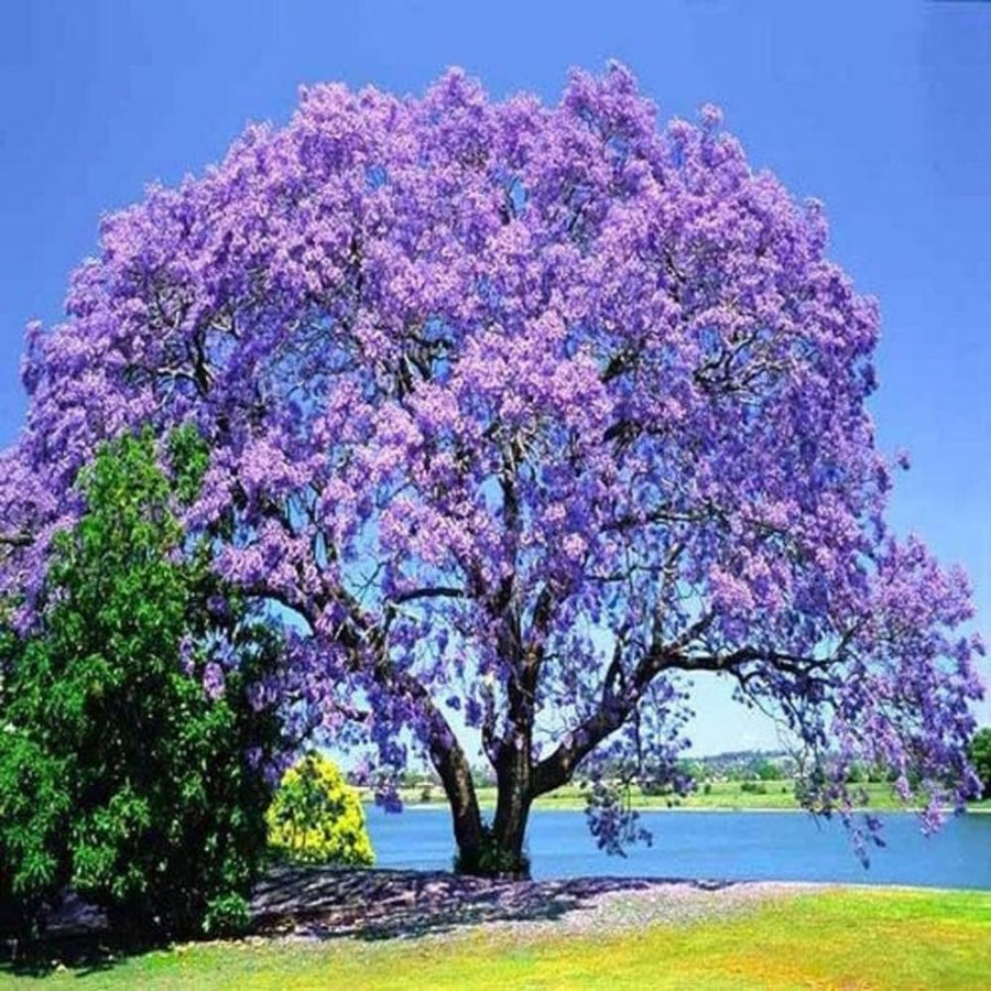 Jacaranda Tree Live Plant, 4-6 Inches Tall, Blue Purple Flowering Ornamental Tree for Outdoor Planting