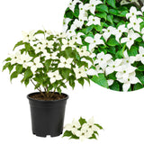 Kousa Dogwood Live Tree in Quart Pot, Flowering Ornamental Trees for Outdoor Garden, White Blooms Spring Tree 8-14 Inches Tall