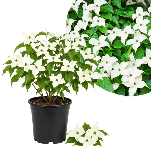 Kousa Dogwood Live Tree in Quart Pot, Flowering Ornamental Trees for Outdoor Garden, White Blooms Spring Tree 8-14 Inches Tall