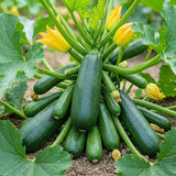 Set of 50 Dark Green Zucchini Seeds, Zucchini Vegetable Plant, Fresh Summer Squash for Outdor Gardening