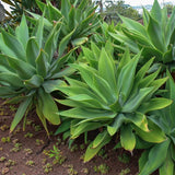 Live Green Foxtail Agave Tree Live Plant, 1 Year Old 8" in Tall in 4" Pot for Outdoor Succulent Cactus, Very Hardy
