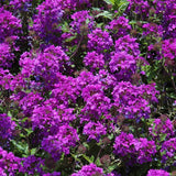4 Purple Verbena Plants Live, 5-9" Tall Hardy Perennial Flower Plants, Well-Rooted for Outdoor Planting