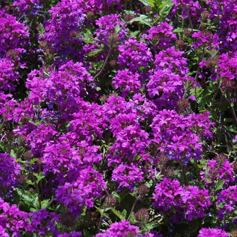 4 Purple Verbena Plants Live, 5-9" Tall Hardy Perennial Flower Plants, Well-Rooted for Outdoor Planting