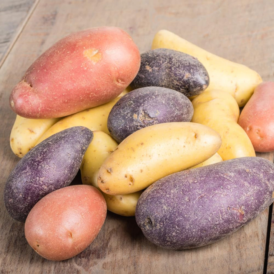 2 LB Mixed Potato Tubers, Assorted Potato for Outdoor Garden and Container Growing, Mix Potatoes Bulbs Tubers Vegetable for Backyard Garden, Easy to Plant