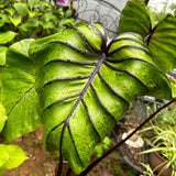 3 Alocasia Plants in 4 Inch Pot, Hardy Perennial Elephant Ear Plants, Tropical Indoor Plant Well Rooted