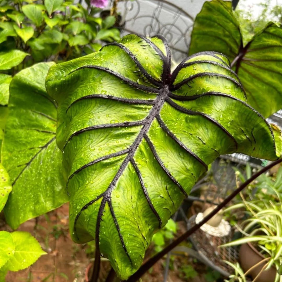 3 Alocasia Plants in 4 Inch Pot, Hardy Perennial Elephant Ear Plants, Tropical Indoor Plant Well Rooted