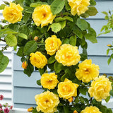 Golden Yellow Sunrosa Rose Live Plant Bare Root, Live Rose Bushes Ready to Plant Outdoor, 7-12 Inc Tall, Well Rooted, Cold Hardy