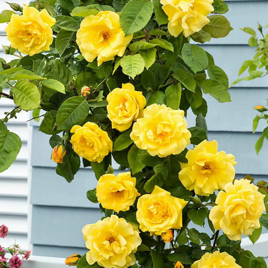 Golden Yellow Sunrosa Rose Live Plant Bare Root, Live Rose Bushes Ready to Plant Outdoor, 7-12 Inc Tall, Well Rooted, Cold Hardy