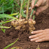 Ginger Plant Live for Planting, Hawaiian Ginger Flower Plant, Tropical Ginger Plant Well-Rooted for Indoor Outdoor Growing, 5-9" Tall (Ginger Zingiber)