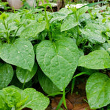 50+ Green Malabar Spinach Seeds for Planting, Mong TOI Poi Sang Ceylon Seeds, Large Leaf Vegetable Seeds for Garden