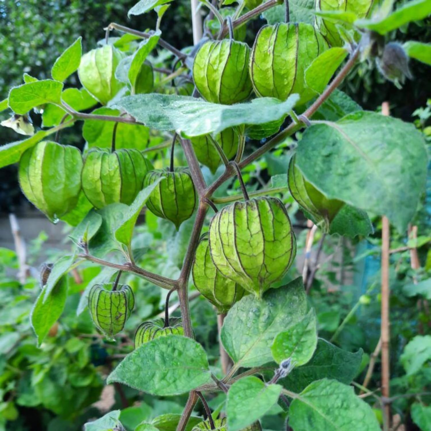 Cape Gooseberry Plant in 4 Inch Pot, 6-9 Inch Tall Ground Cherry Plant, Fruit Seedling for Garden - Sweet Tropical Berry Plants