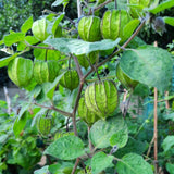 Cape Gooseberry Plant in 4 Inch Pot, Live Golden Berry Ground Cherry Plants, 6-9" Tall Sweet Tropical Fruit Plant, Easy to Grow Plants