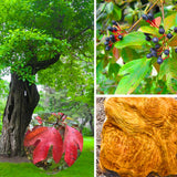 2 Sassafras Trees Live Plants, Herb Plant Live, 6-12" Tall in Pot, Planting Outside, Common Sassafras Seedling Trees Well-Rooted, Cold Hardy, No CA