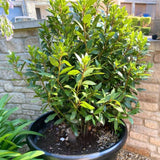 Bay Leaf Tree Live, 7-10 Inch Tall Laurus Nobilis Bay Laurel Plant for Outdoor or Indoor Growing