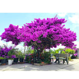 Purple Bougainvillea Tree Live Plant, 1 Year Old Ready to Plant Outdoor, Very Hardy