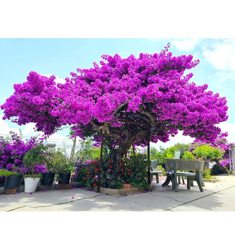 Purple Bougainvillea Tree Live Plant, 1 Year Old Ready to Plant Outdoor, Very Hardy