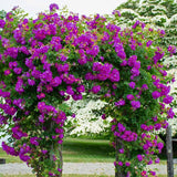 Purple Climbing Roses Live Plants 7 Months Old, Rose Bushes Ready to Plant 5-9" Tall, Very Fragrant, Can Grow As Climber or Bush Tree or Trellises, Walls, Fences