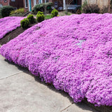 Set 2 Pink Creeping Phlox Live Plants, Creeping Phlox Plants Perennial, Groundcover Hardy Flower Plants for Growing Outdoor, No Pot, Size 4 Inch Pot