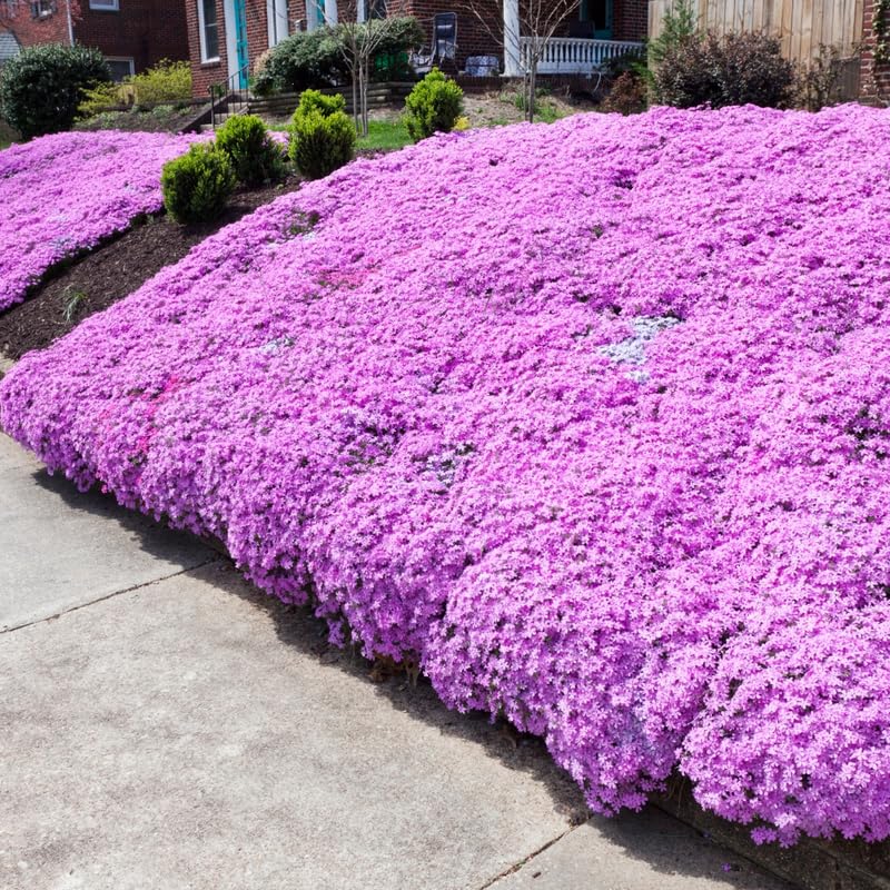 Set 2 Pink Creeping Phlox Live Plants, Creeping Phlox Plants Perennial, Groundcover Hardy Flower Plants for Growing Outdoor, No Pot, Size 4 Inch Pot