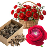 Ranunculus Bulbs, 25 Ranunculus Bulbs, French Peony Style Buttercup Corms, Spring Blooming Garden Flowers, Vibrant Flower Plant (Red Ranunculus)