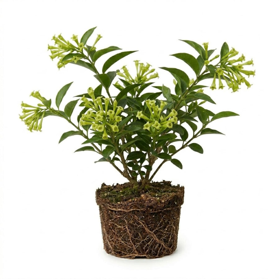 Night Blooming Jasmine Plant, Fragrant Jasmine Flower Vine 4-8 Inches Well Rooted for Container, Hanging Basket Growing