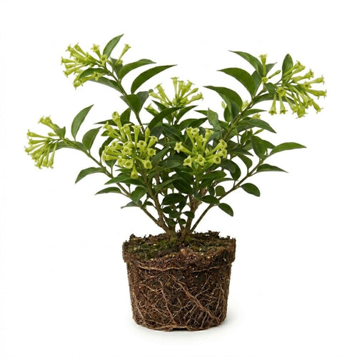Night Blooming Jasmine Plant, Fragrant Jasmine Flower Vine 4-8 Inches Well Rooted for Container, Hanging Basket Growing