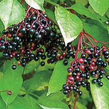 Black Elderberry Plant Live - 6-12 Inch Tall - Hardy American Elderberry Bush Live Shrub - Sweet Berry Tree