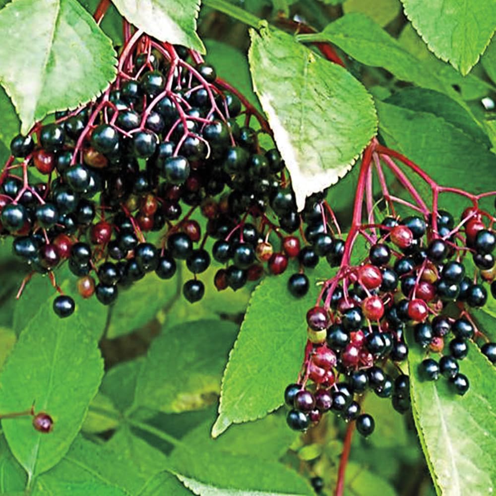 2 Black Elderberry Plants Live - Hardy American Elderberry Bush for Outdoor Gardening 6-12 Inc Tall