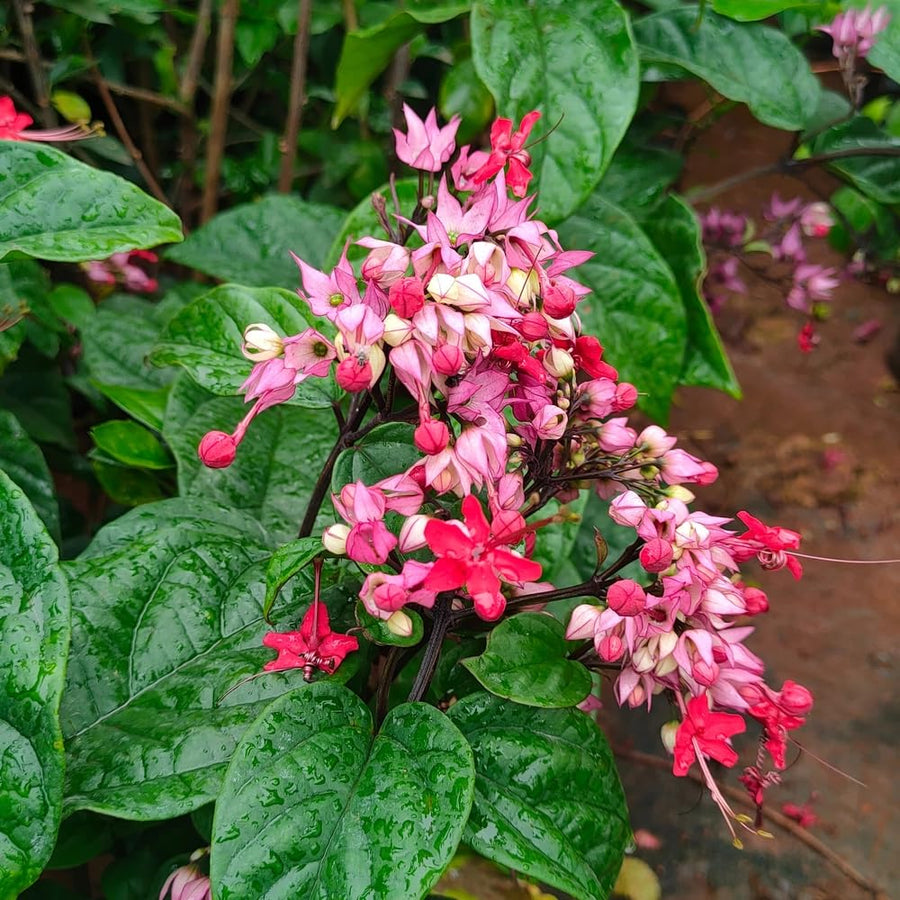 2 Clerodendrum Plants Live 5-9 Inc Tall - Great for Beautifying Indoor and Outdoor Spaces - Trailing Light Bulb Flowering Vine (Mixed Bleeding Heart)