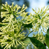 Night Blooming Jasmine Plant Live, Night Jasmine Live Plants Climbing Vine No Pot Indoor Outdoor Fragrant Flower Garden Planting
