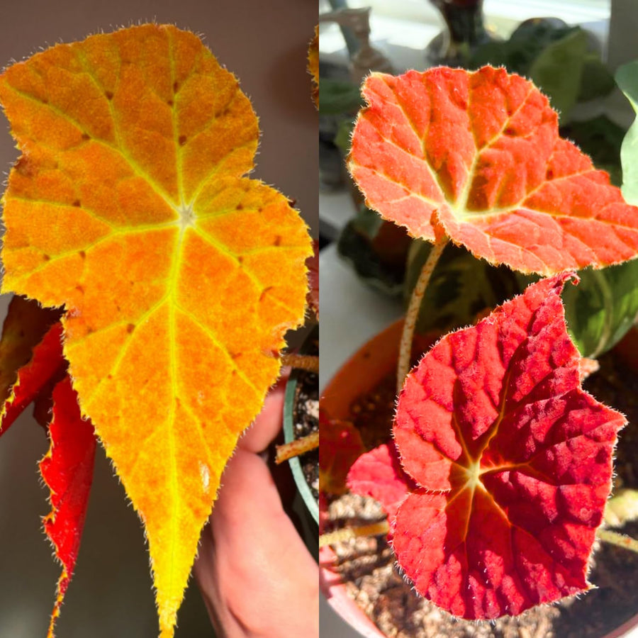 Begonia Live Plant Outdoor, Can Grow As Weeping Begonia, Fast-Growing, Easy-Care Flowering Plant for Gardens Containers, 5-9” Tall, No Pot, Begonia Maculata Plants (Autumn Red Orange)