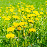 Dandelion Plant Live in 4 Inch Pot, Yellow Dandelion Live Plant, 4-6'' Tall, Live Dandelion Plants for Outdoor Planting, Well-Rooted, Edible Leaves