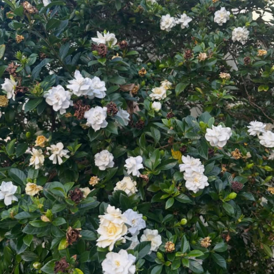 Gardenia Plant Live, Fragrant White Blooms, Jasmine Gardenia Plant, 5-7 Inches Tall in 3.5'' Pot, Jasmine Flower for Indoor Outdoor Growing