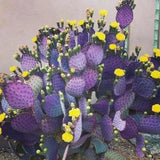 Set 25 Purple Prickly Pear Cactus Seeds, Purple Prickly Pear Seeds, Drought Tolerant Cactus for Planting