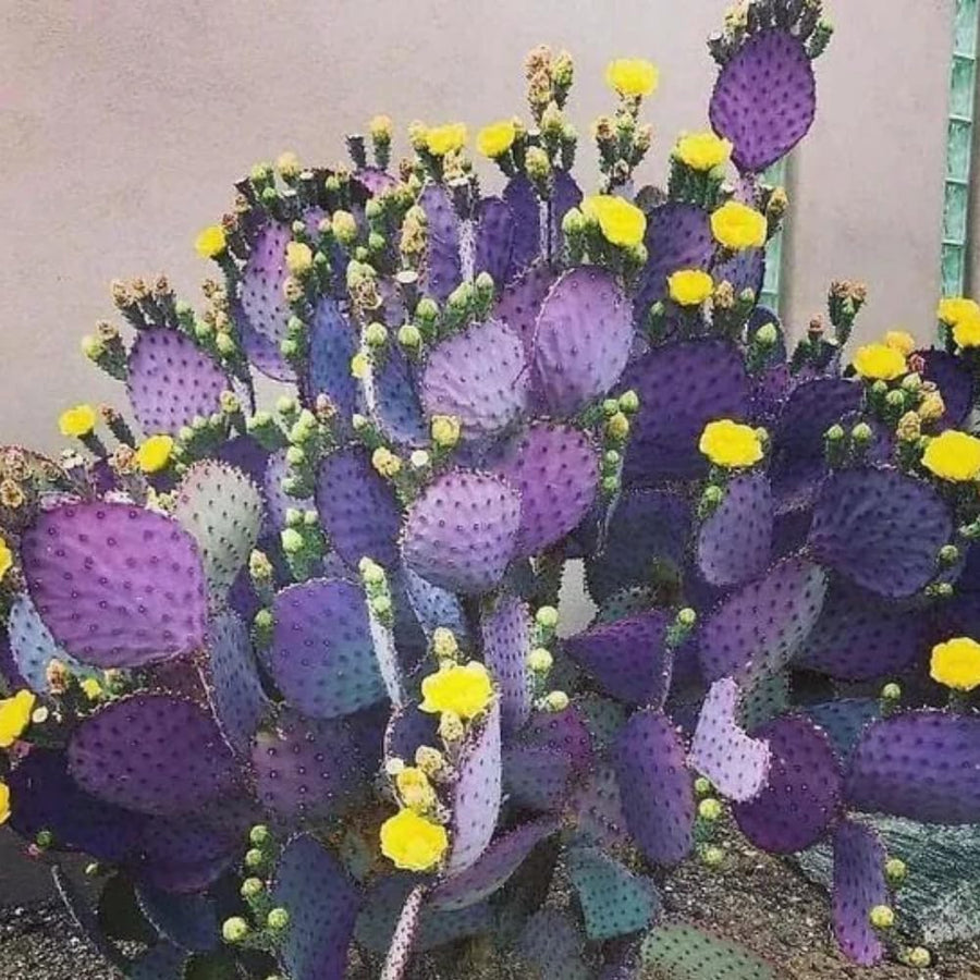 Set 25 Purple Prickly Pear Cactus Seeds, Purple Prickly Pear Seeds, Drought Tolerant Cactus for Planting