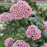 Crassula Spring Live Plant, 2 Inch Pot, Compact Crassula Succulent Live Plant Full Rooted